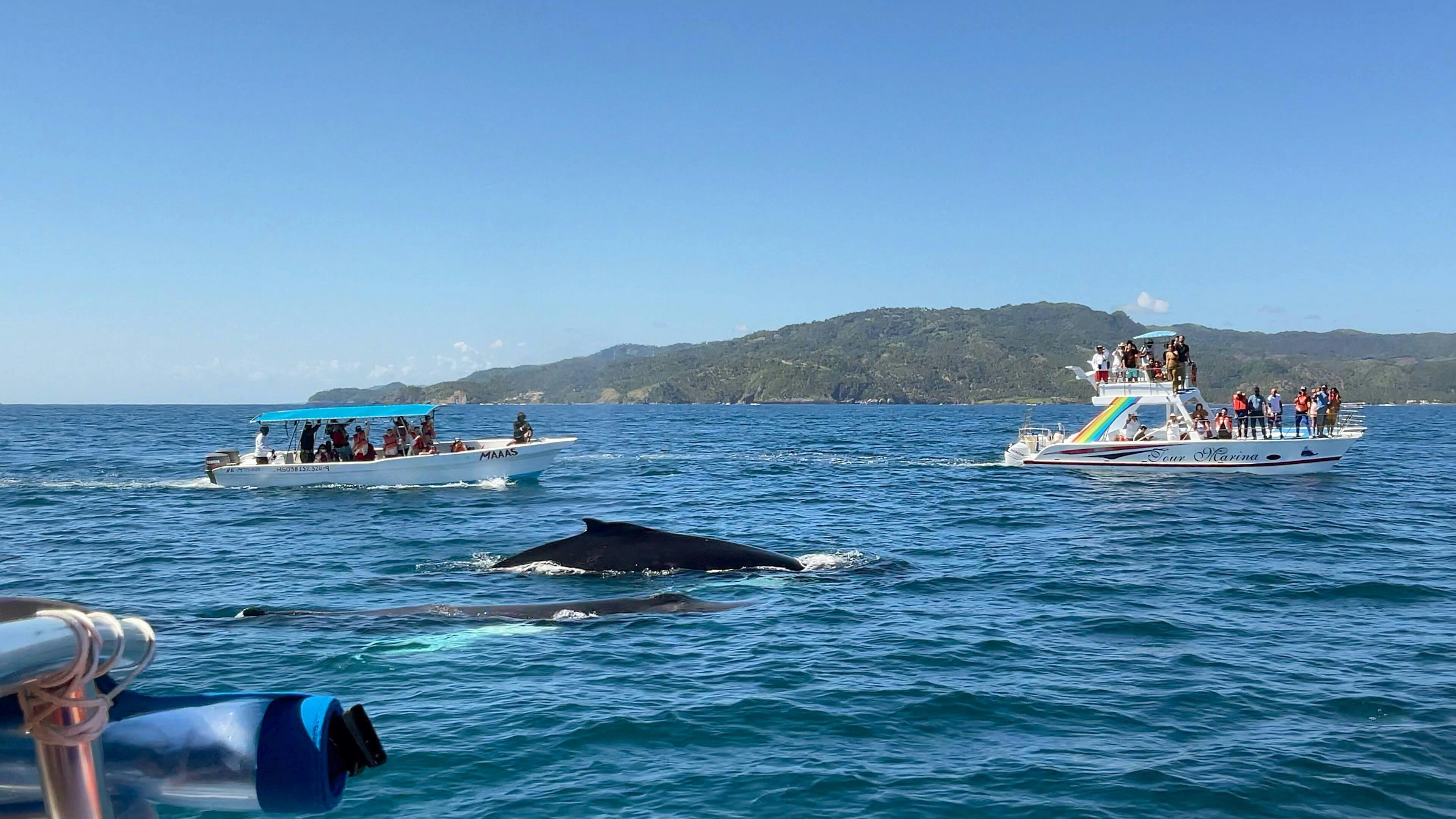 Whale Watching Tour with La Farola & Bacardi Island