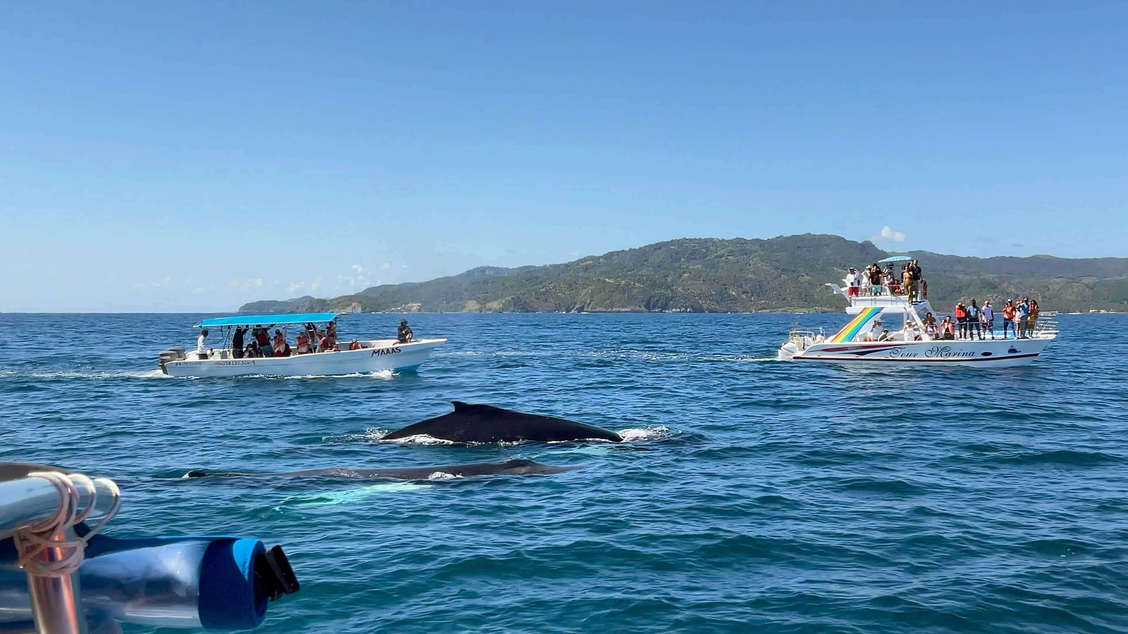 Whale Watching Tour with La Farola & Bacardi Island