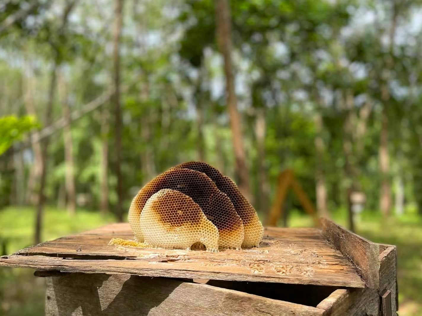 Full Day Krabi Tour with Kayaking & Bee Farm Visit