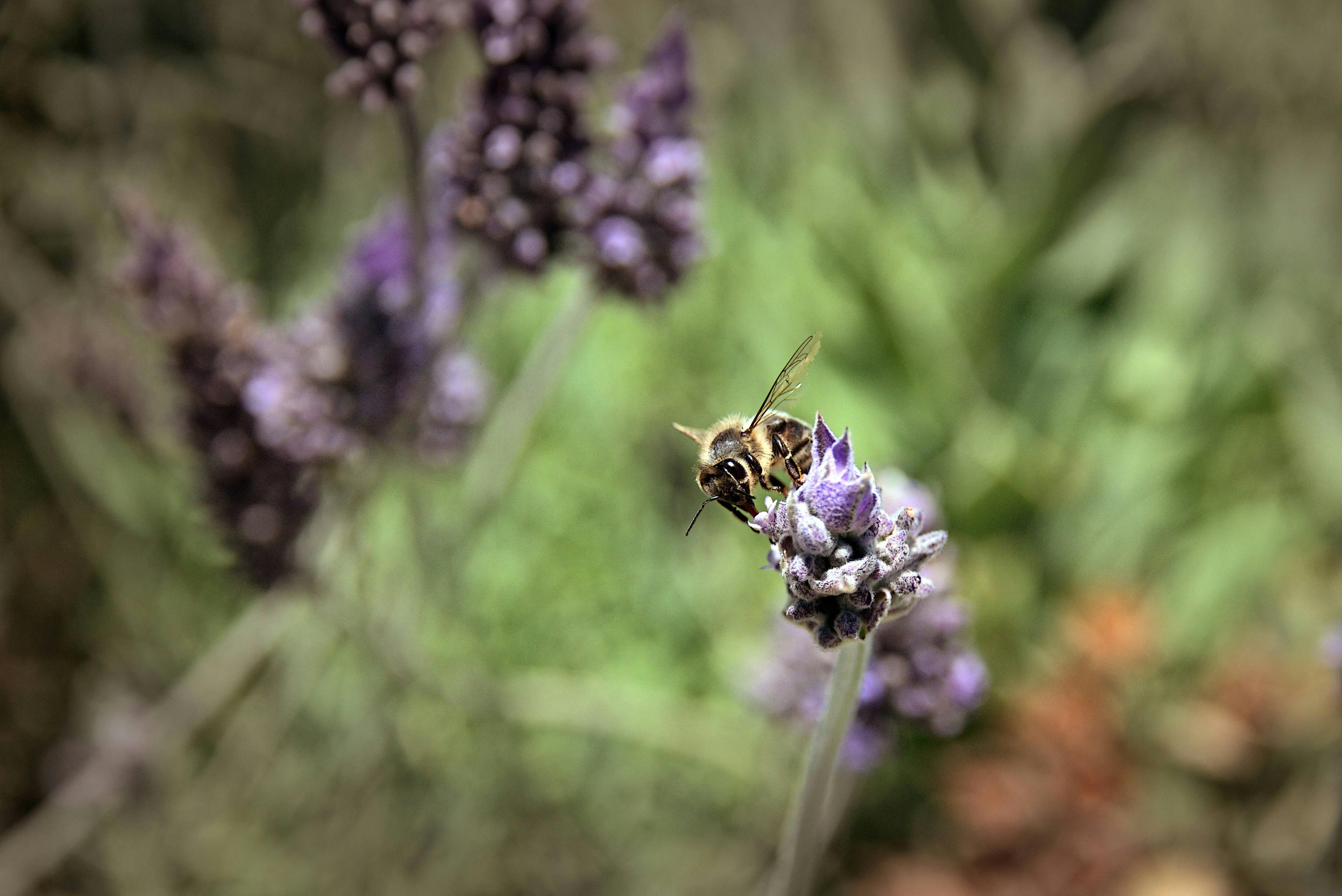 Ibiza Biotechnological Botanical Garden Ticket