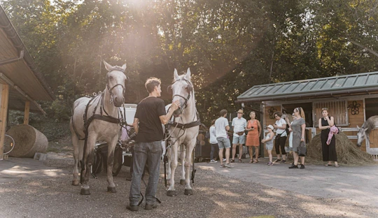 Secrets of the Viennese Fiaker and carriage ride in Vienna