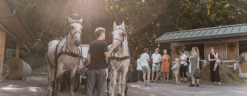 Secrets of the Viennese Fiaker and carriage ride in Vienna