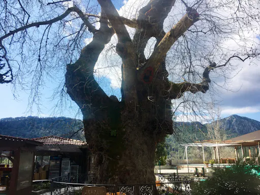 Small Group Marmaris Village Tour