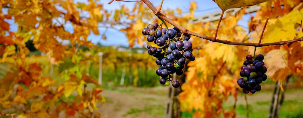 Private tasting experience for couples and small groups at Cantina del Frignano