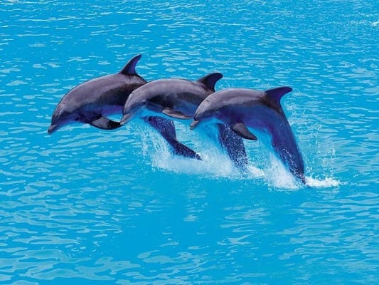 Paquetes para nado con delfines en el Parque Xel-Há