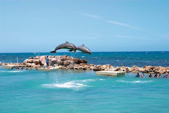 Les parcs Dolphin Cove Ocho Rios et Yaaman Adventure Park