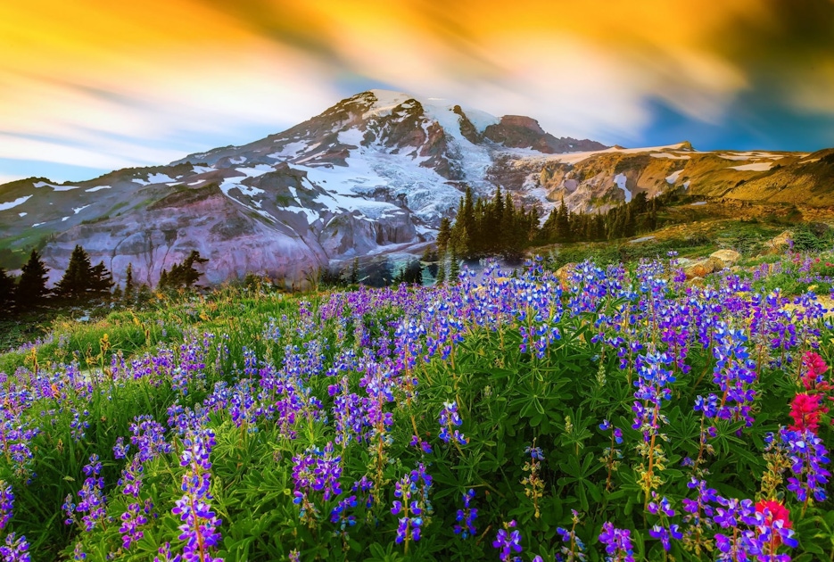 Mount Rainier National Park Full-Day Tour from Seattle | musement