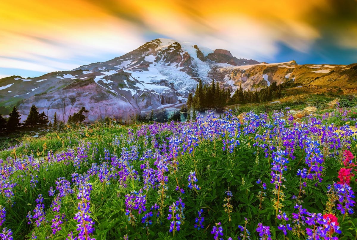 Hele dag tocht naar Mount Rainier National Park vanaf Seattle