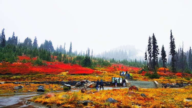 Mount Rainier National Park full-day tour from Seattle