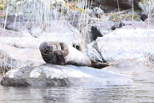 Safari de focas accesible