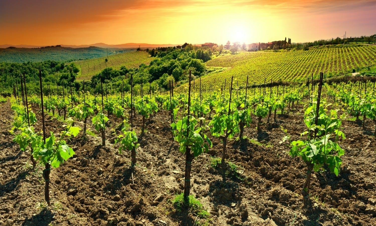 Chianti-zonsondergangexcursie met wijnproeverij en optioneel diner