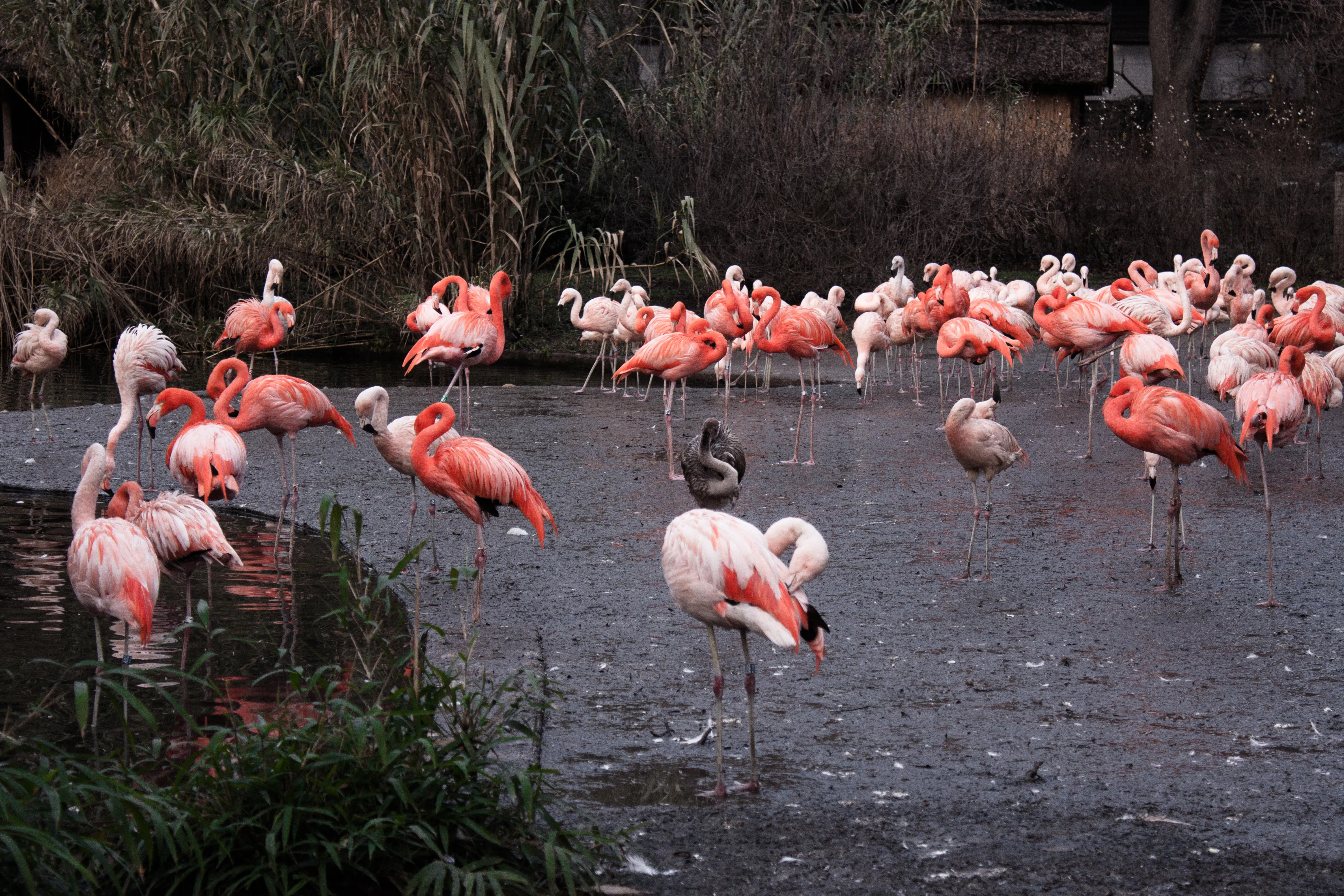 Prague Zoo