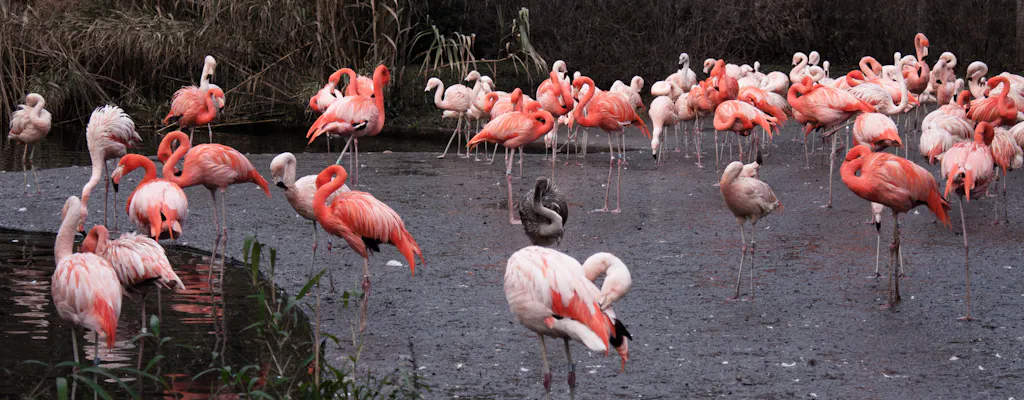 Prague Zoo