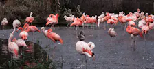 Prague Zoo