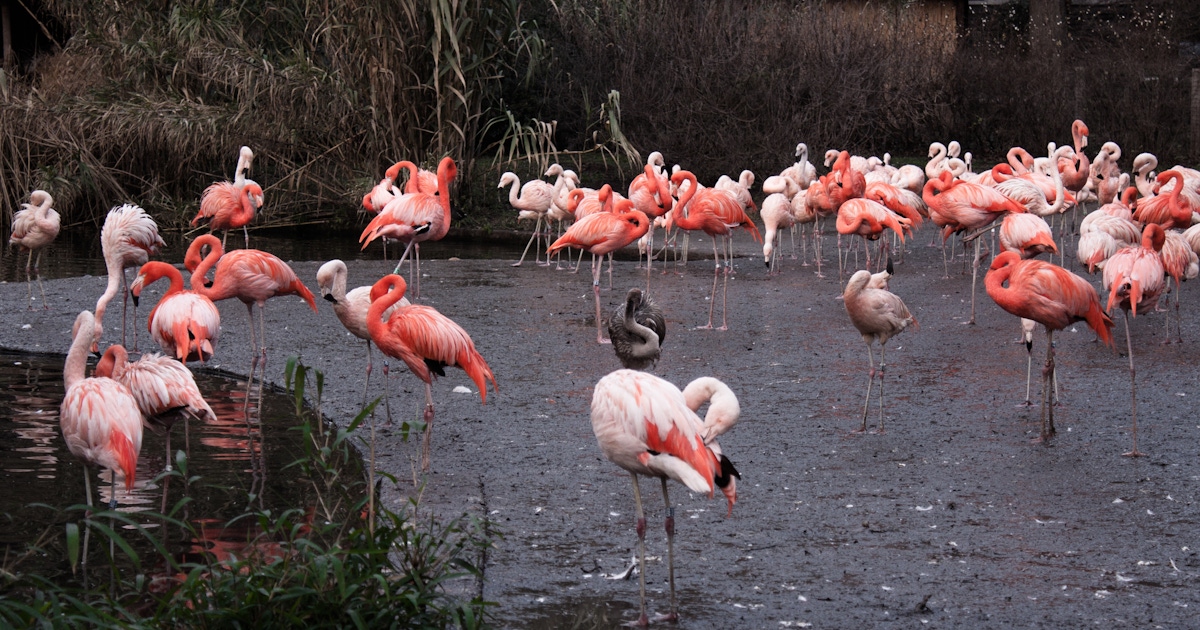 Prague Zoo Tickets & Tours Prague Zoo Tickets & Tours