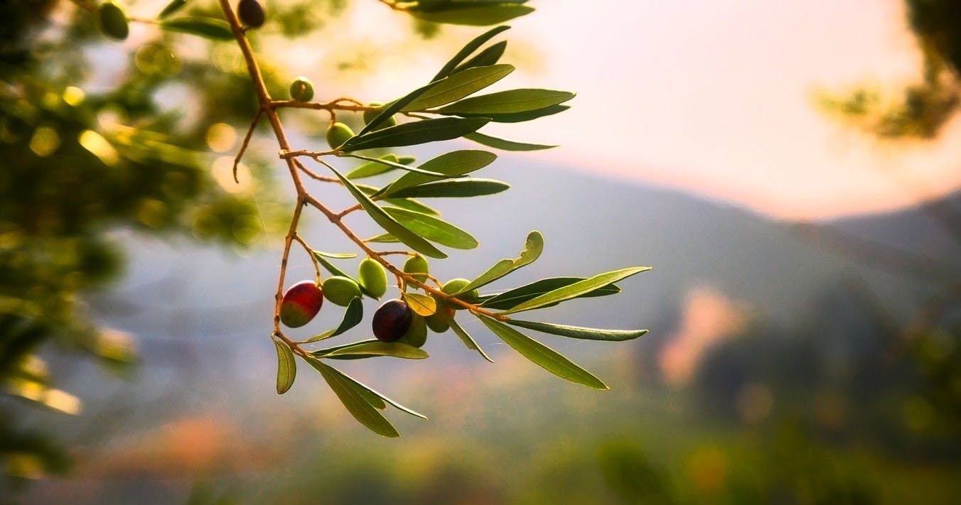 Gaj oliwny i degustacja oliwy z oliwek całodniowa wycieczka z Aten