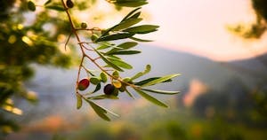 Degustazione di olio d'oliva a Atene