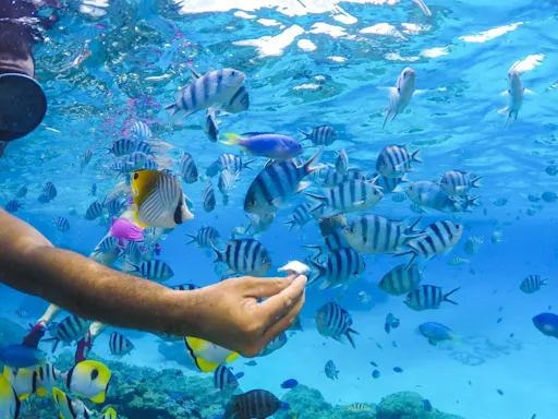 fareharbor-boraboraexplorer|120207-207040