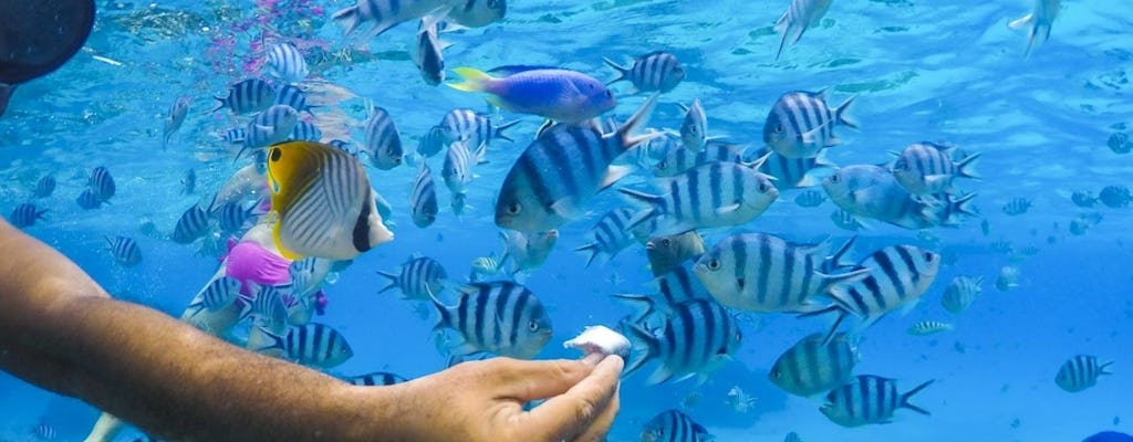 Cruzeiro de meio dia na lagoa de Bora Bora com snorkel