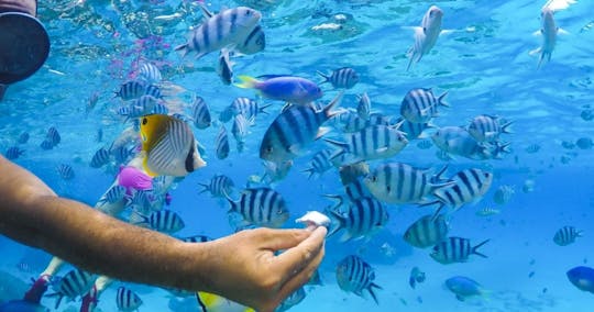 Bora Bora lagoon half-day cruise with snorkeling
