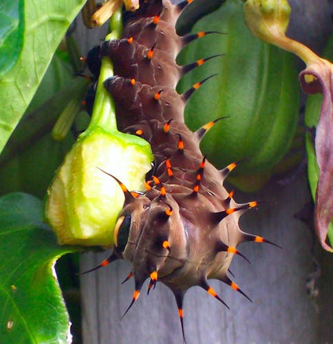 Australian Butterfly Sanctuary entrance tickets