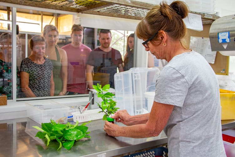 Australian Butterfly Sanctuary entrance tickets