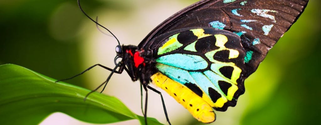 Bilhetes de entrada Australian Butterfly Sanctuary