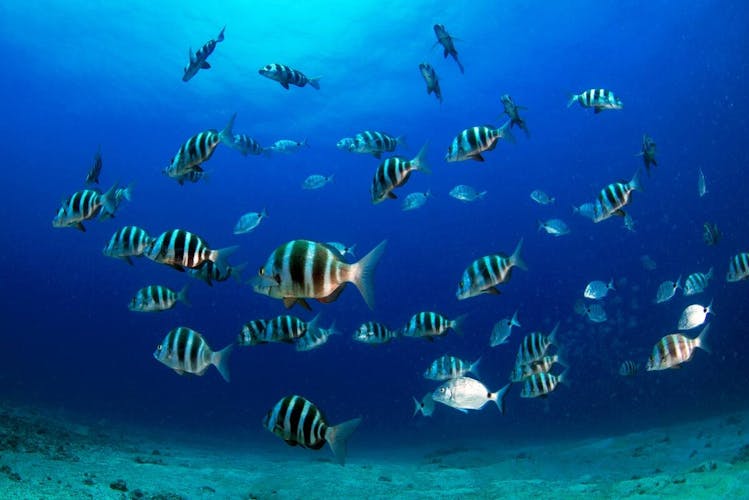 Scuba Diving for Qualified Divers in Corralejo