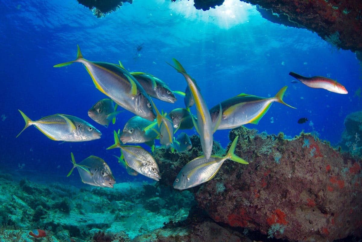 Scuba Diving for Qualified Divers in Corralejo