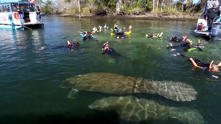 Tour de aventura en Florida con nado con manatíes desde Orlando