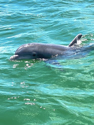 Frisky Mermaid dolphin tour at Pensacola Beach