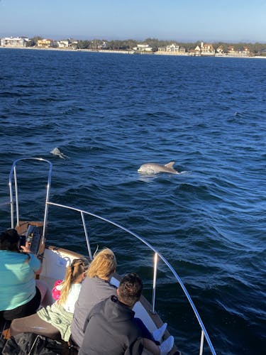 Frisky Mermaid dolphin tour at Pensacola Beach