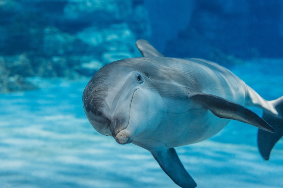 Entrance ticket for Clearwater Marine Aquarium musement