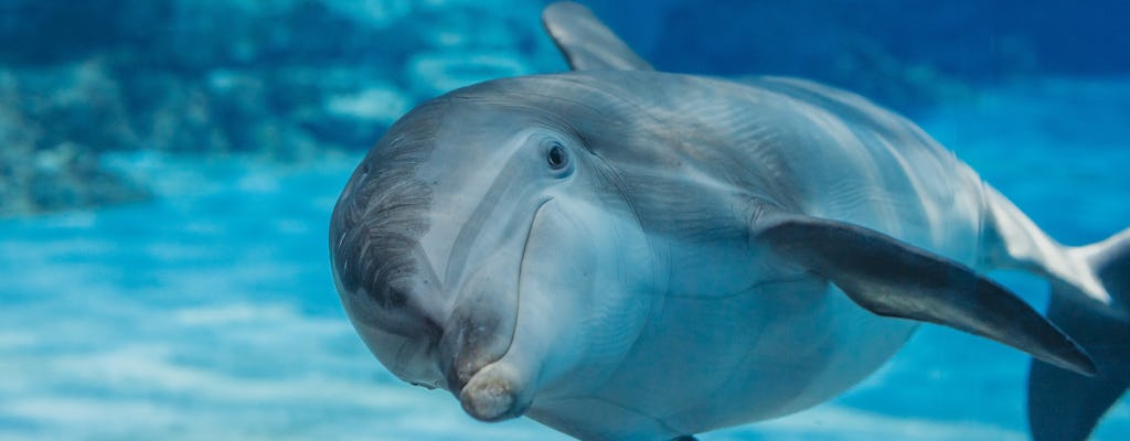 Entrance ticket for Clearwater Marine Aquarium