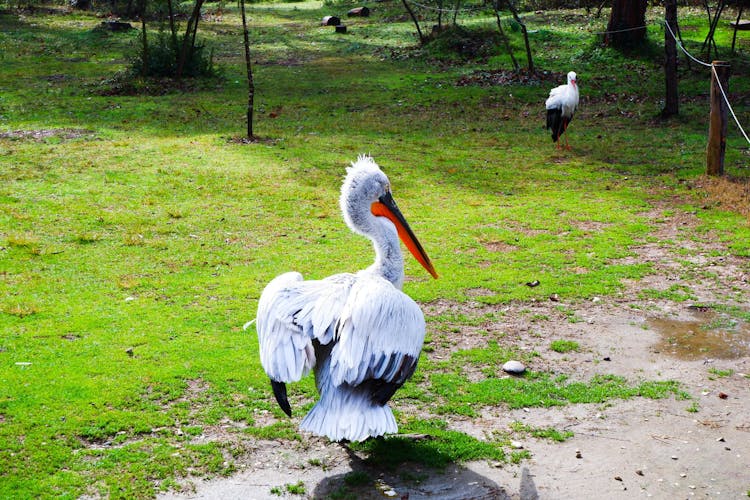 Berat day-tour with birdwatching at Karavasta lagoon