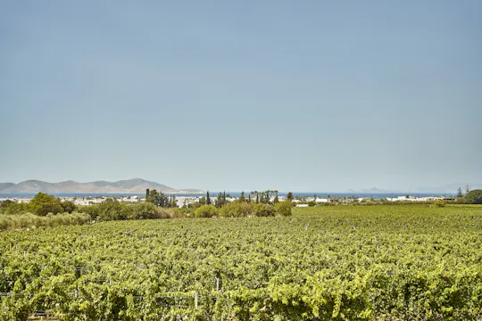 Pranzo leggero in un vigneto a Kos