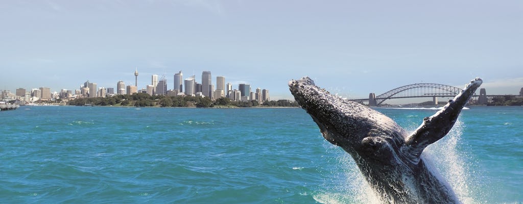 Avistamiento de ballenas en Sídney