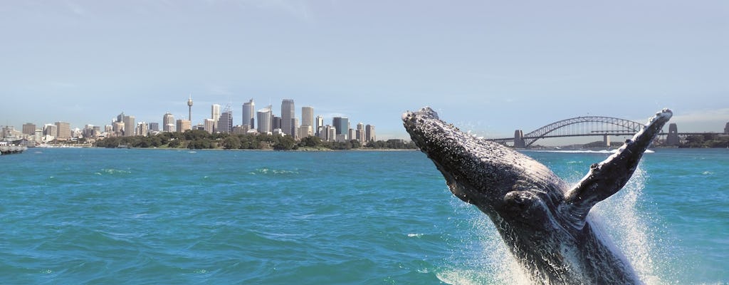 Walvissen spotten in Sydney