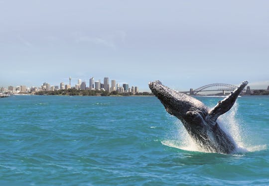 Avistamiento de ballenas en Sídney