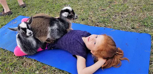 fareharbor-goatyogakaty|284345-535393