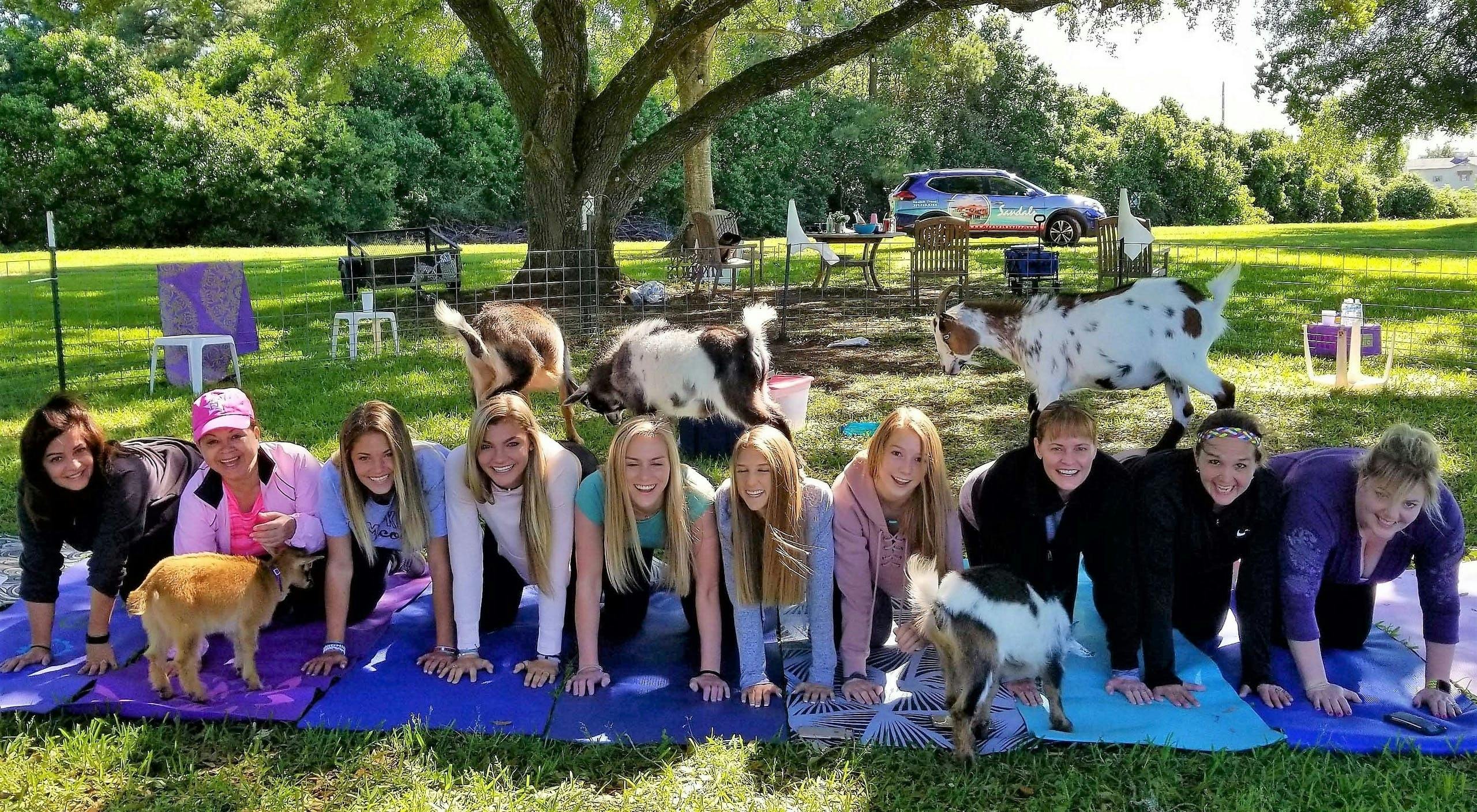 Lezione di yoga della capra con mimosa e tour della fattoria a Houston
