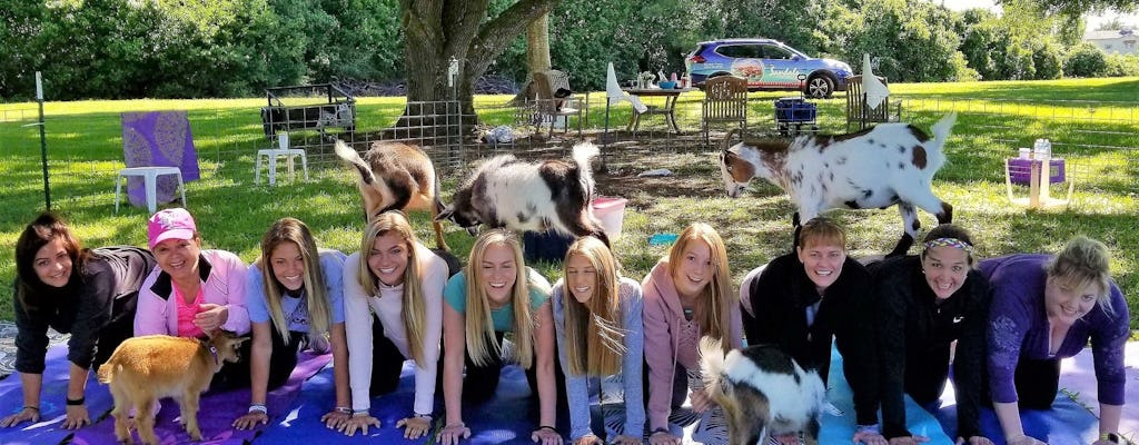 Goat yoga class with mimosa and farm tour in Houston