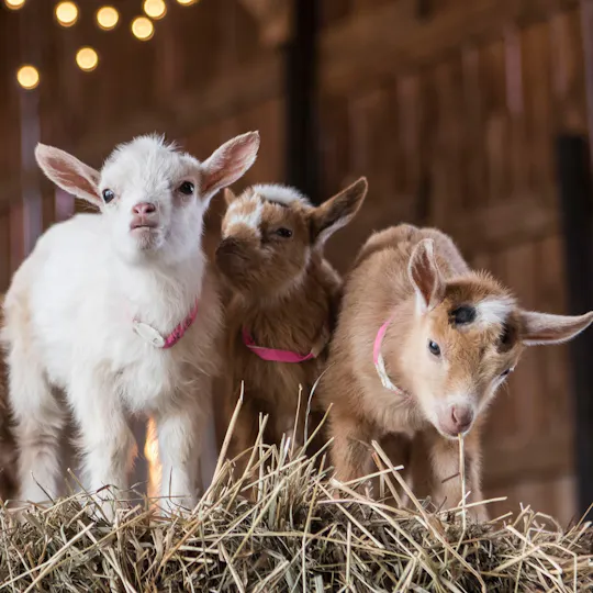 Baby goat snuggle session In Houston