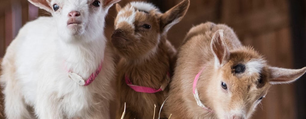 Sesión de acurrucamiento de cabra bebé en Houston