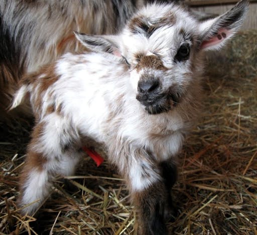 fareharbor-goatyogakaty|284759-535467