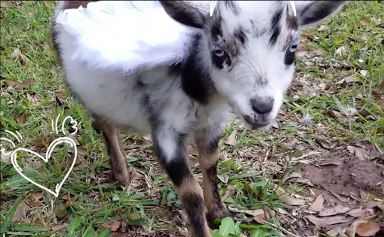 Boutique family farm experience in Houston
