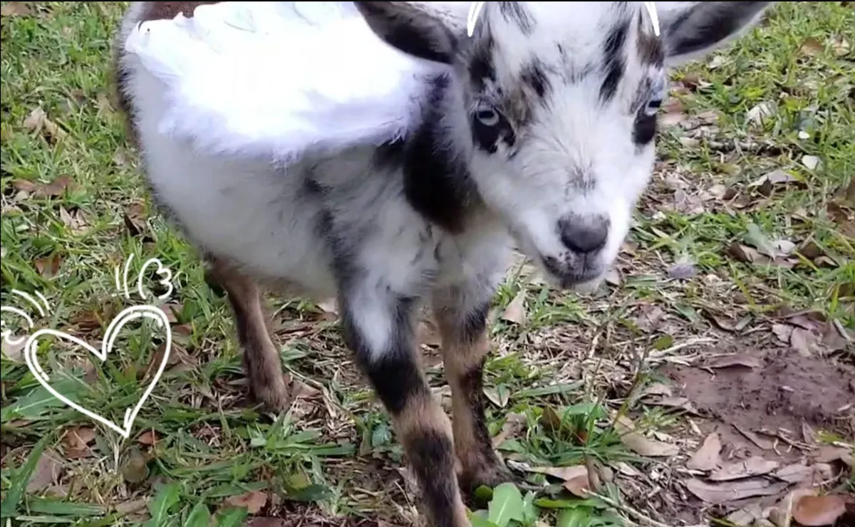 fareharbor-goatyogakaty|284362-534936