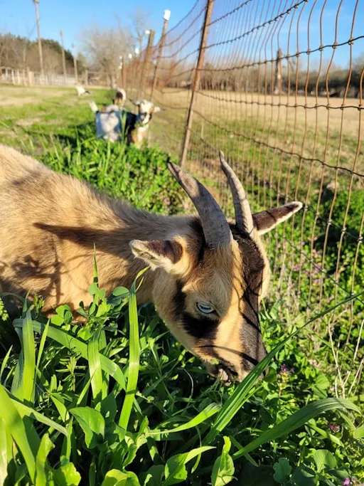 fareharbor-goatyogakaty|284362-536659