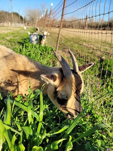 Boutique family farm experience in Houston