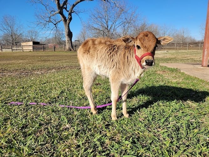 Boutique family farm experience in Houston